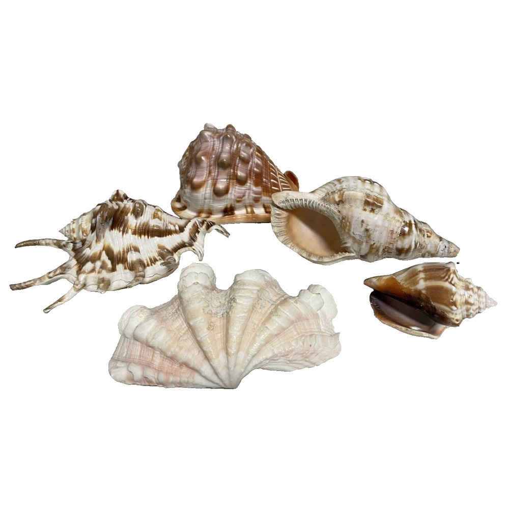 Lot Of 5‎  Large Natural  Seashells Aquarium Beach Helmet Conchs Triton Clam